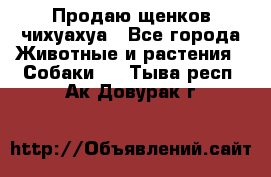 Продаю щенков чихуахуа - Все города Животные и растения » Собаки   . Тыва респ.,Ак-Довурак г.